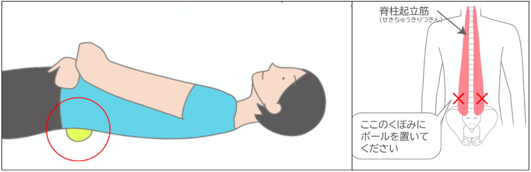 腰痛とお尻の関係 腰痛防止にはお尻の筋肉が影響している Tential テンシャル 公式オンラインストア