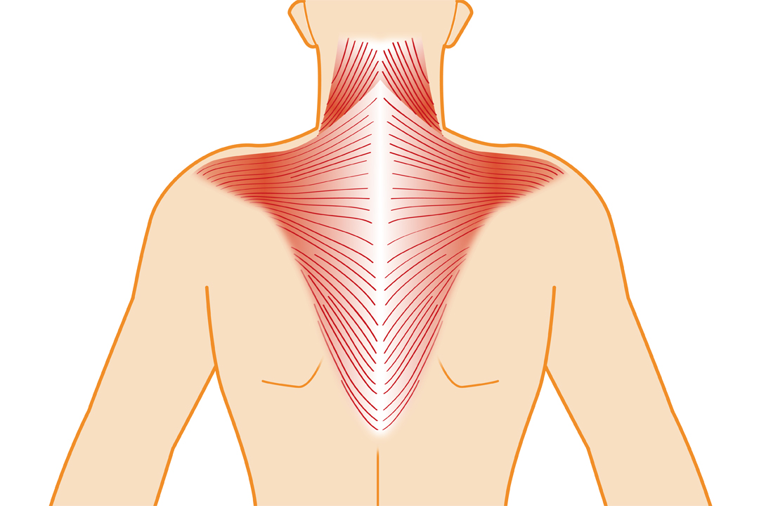 肩こりを筋トレで解消 闇雲な筋トレは肩こりが悪化するおそれも Tential テンシャル 公式オンラインストア